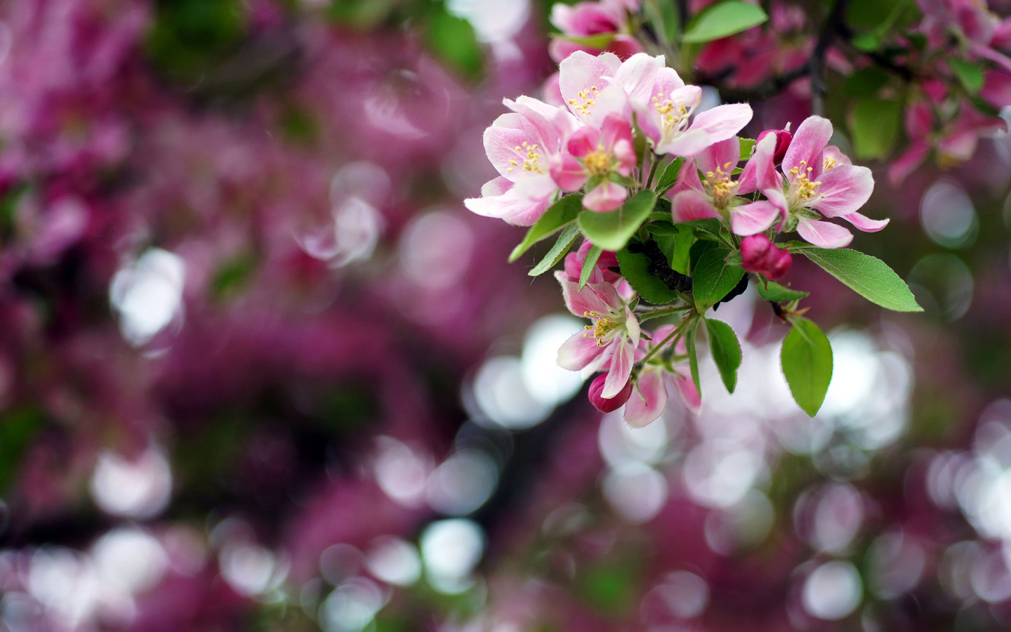 Pink May Blossom screenshot #1 1440x900