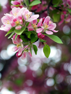 Pink May Blossom screenshot #1 240x320