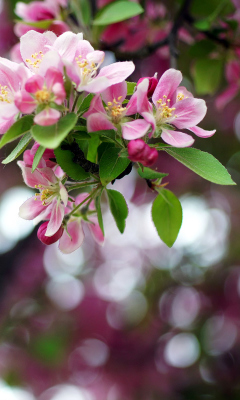 Fondo de pantalla Pink May Blossom 240x400