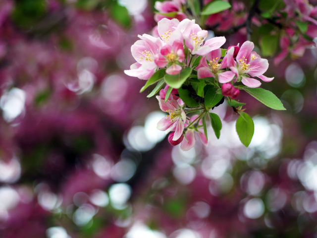 Das Pink May Blossom Wallpaper 640x480