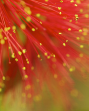 Red Flower Macro wallpaper 176x220