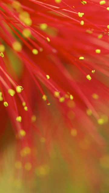 Red Flower Macro wallpaper 360x640