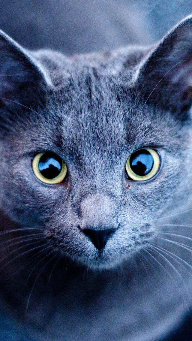 Screenshot №1 pro téma Cats Look 640x1136
