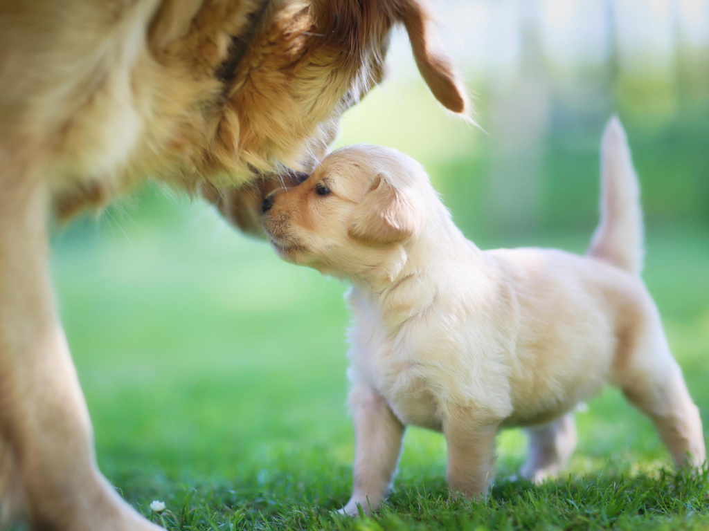 Screenshot №1 pro téma Golden Retriever Puppy Love 1024x768