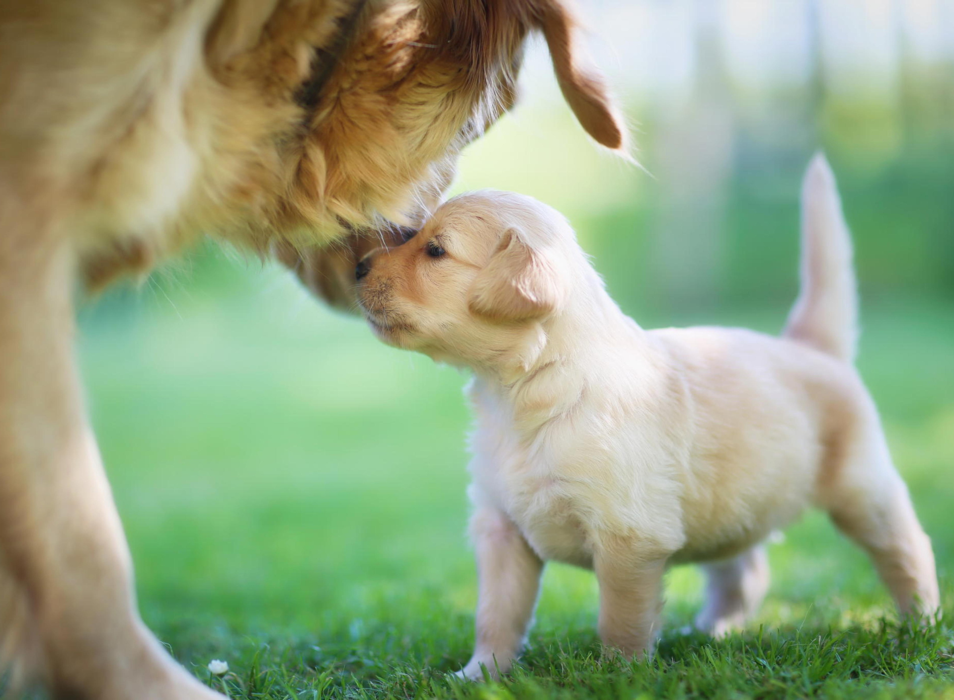 Screenshot №1 pro téma Golden Retriever Puppy Love 1920x1408