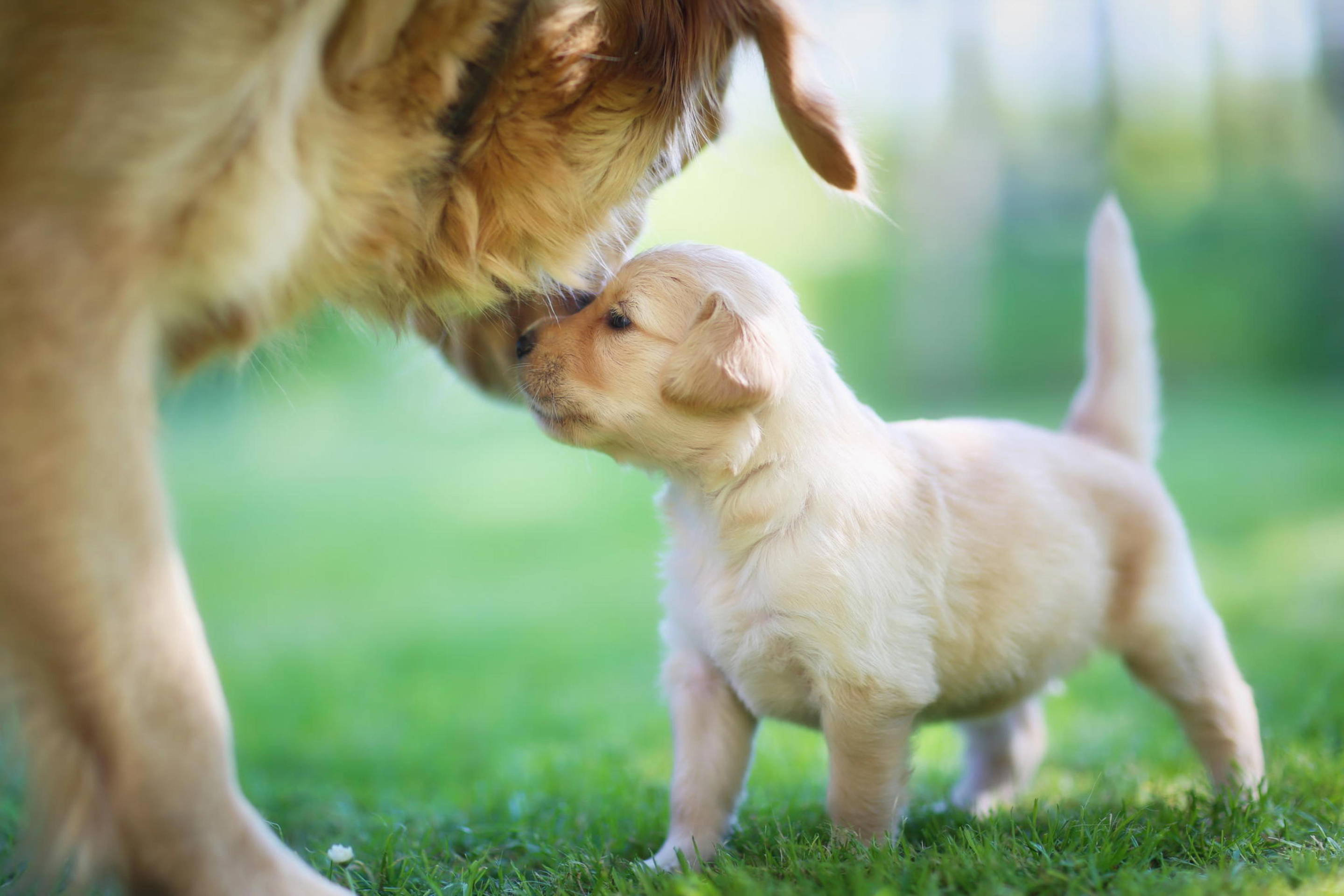 Screenshot №1 pro téma Golden Retriever Puppy Love 2880x1920