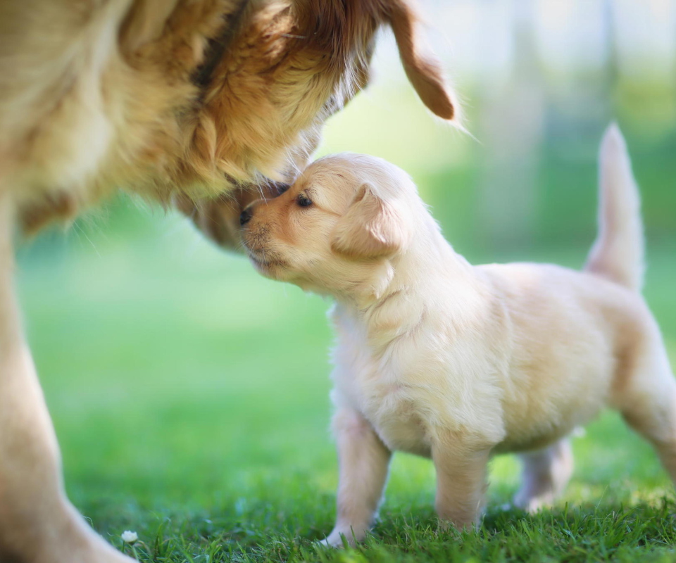 Screenshot №1 pro téma Golden Retriever Puppy Love 960x800