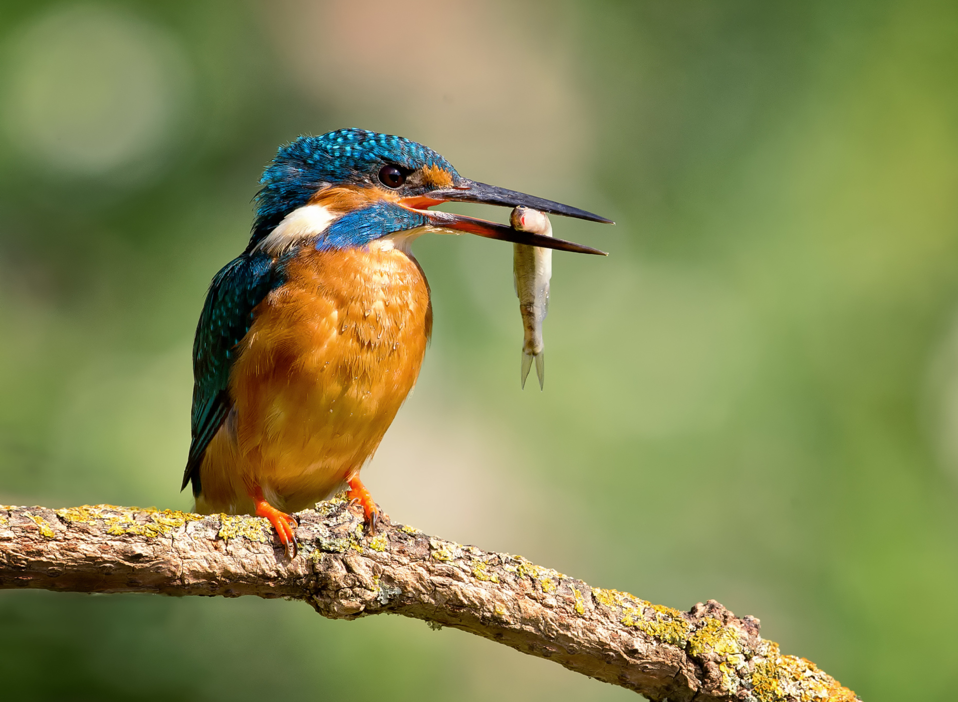 Screenshot №1 pro téma Kingfisher With Fish 1920x1408