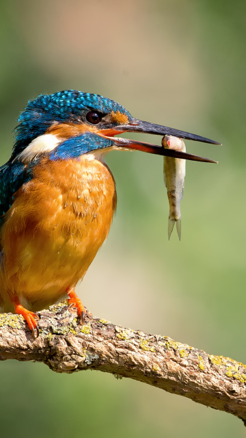 Das Kingfisher With Fish Wallpaper 360x640