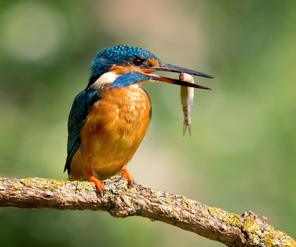 Das Kingfisher With Fish Wallpaper 960x800