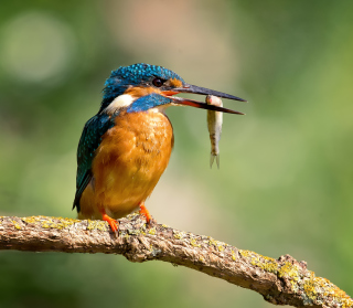 Kingfisher With Fish - Obrázkek zdarma pro 1024x1024