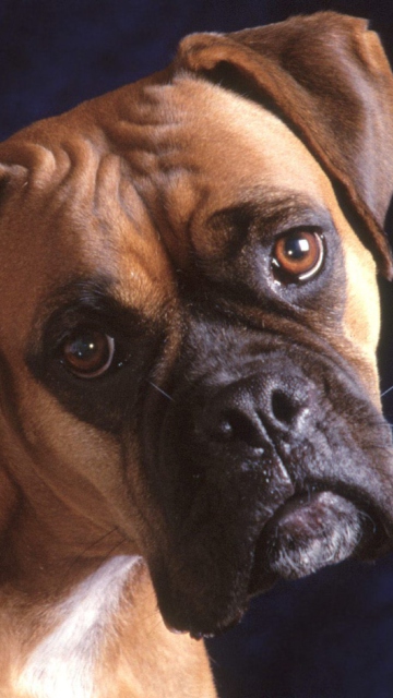 Bullmastiff Dog wallpaper 360x640