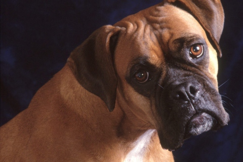 Screenshot №1 pro téma Bullmastiff Dog 480x320