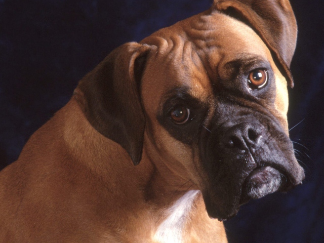 Bullmastiff Dog wallpaper 640x480