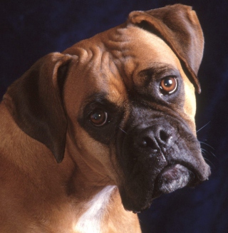 Bullmastiff Dog - Fondos de pantalla gratis para 128x128