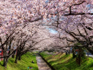 Iga River And Sakura screenshot #1 320x240