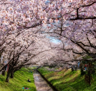 Iga River And Sakura - Obrázkek zdarma pro iPad Air