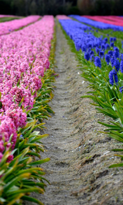 Hyacinths Field screenshot #1 240x400
