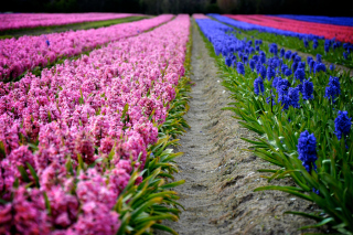 Hyacinths Field Wallpaper for Android, iPhone and iPad