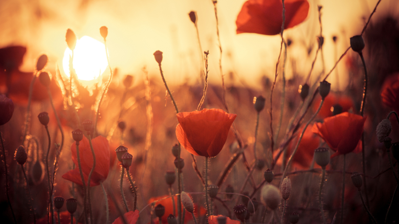 Poppies At Sunset screenshot #1 1280x720