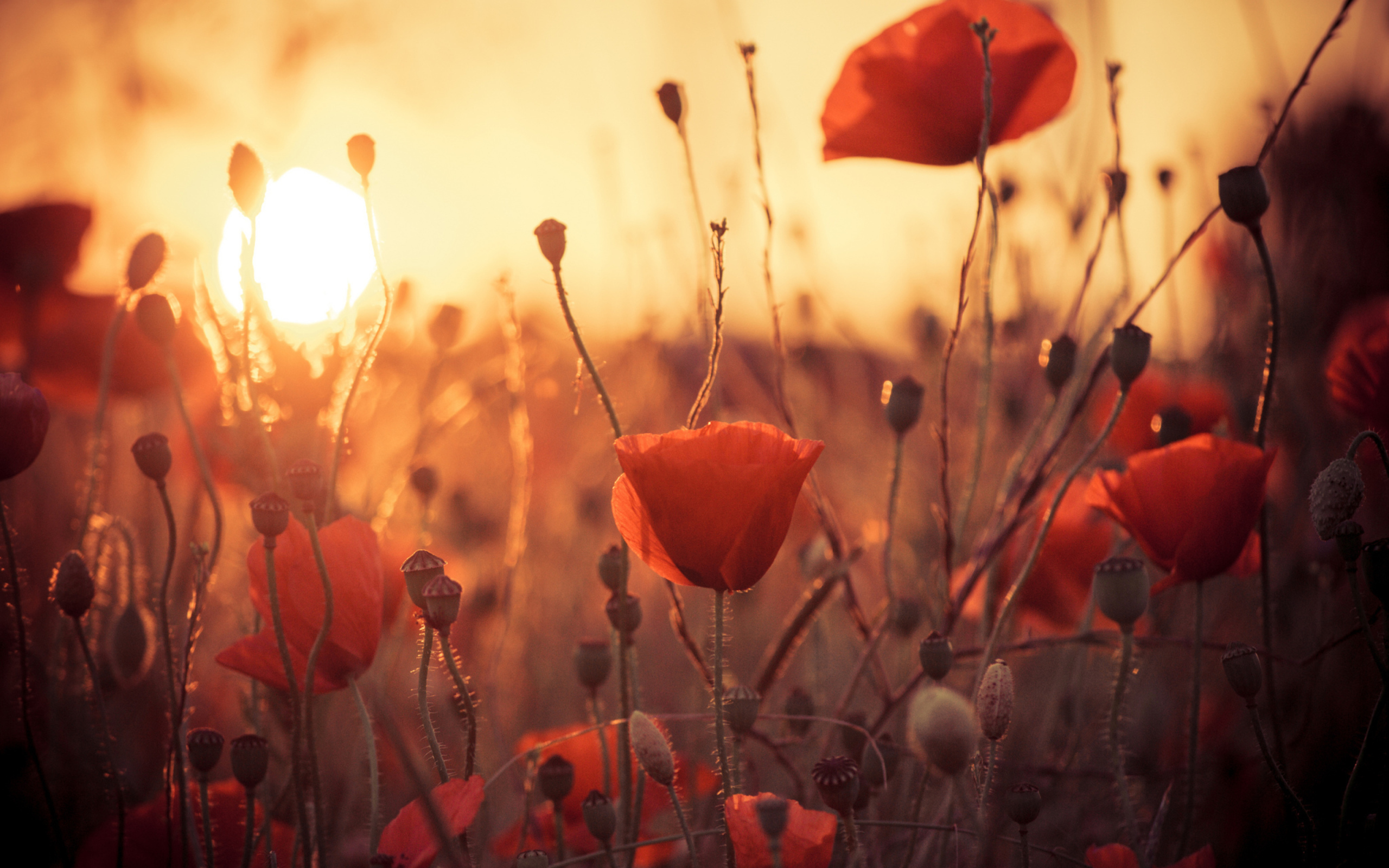 Screenshot №1 pro téma Poppies At Sunset 2560x1600