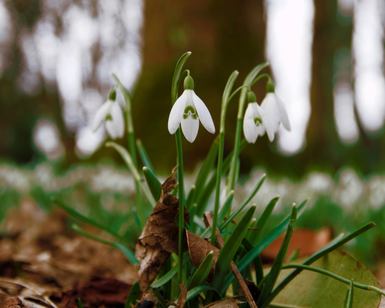 Screenshot №1 pro téma Snowdrops In Queens Park Scotland 1280x1024