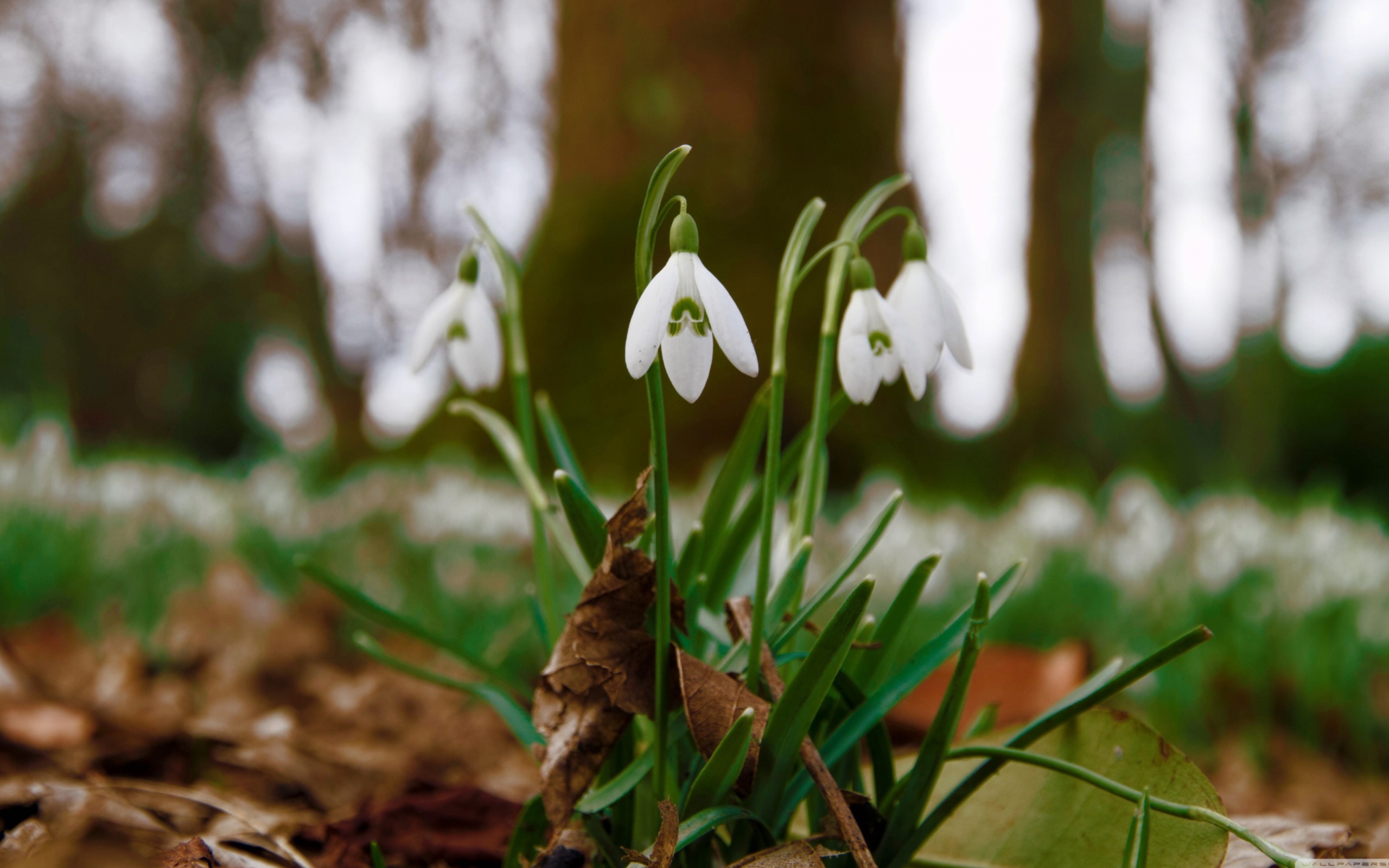 Screenshot №1 pro téma Snowdrops In Queens Park Scotland 2560x1600