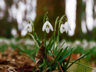 Fondo de pantalla Snowdrops In Queens Park Scotland 320x240