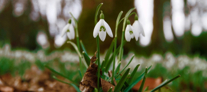 Screenshot №1 pro téma Snowdrops In Queens Park Scotland 720x320