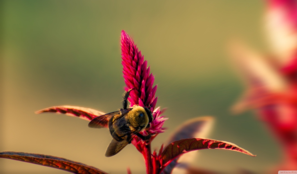 Screenshot №1 pro téma Bee On Pink Flower 1024x600