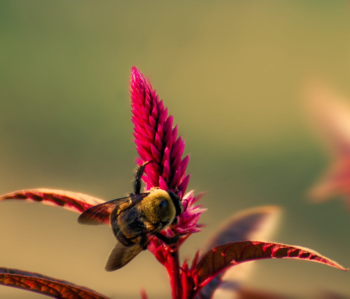 Screenshot №1 pro téma Bee On Pink Flower 1200x1024