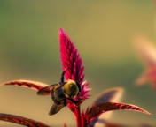 Screenshot №1 pro téma Bee On Pink Flower 176x144