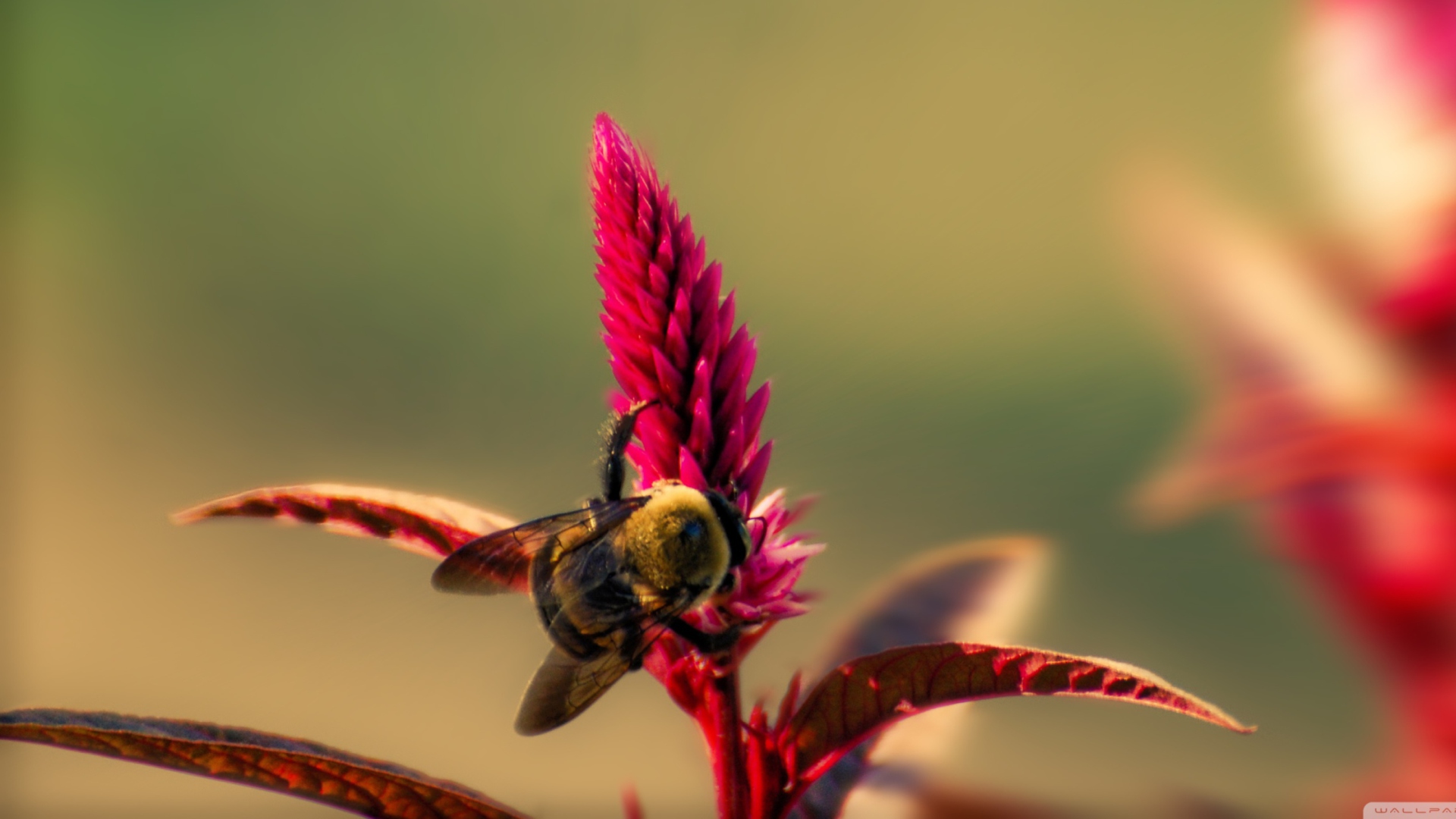 Обои Bee On Pink Flower 1920x1080