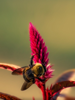 Screenshot №1 pro téma Bee On Pink Flower 240x320