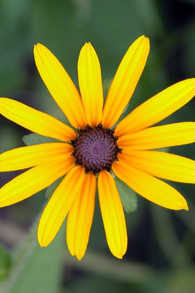 Sfondi Bright Yellow Flower 640x960