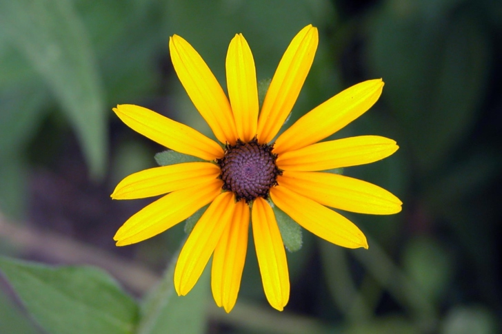 Fondo de pantalla Bright Yellow Flower