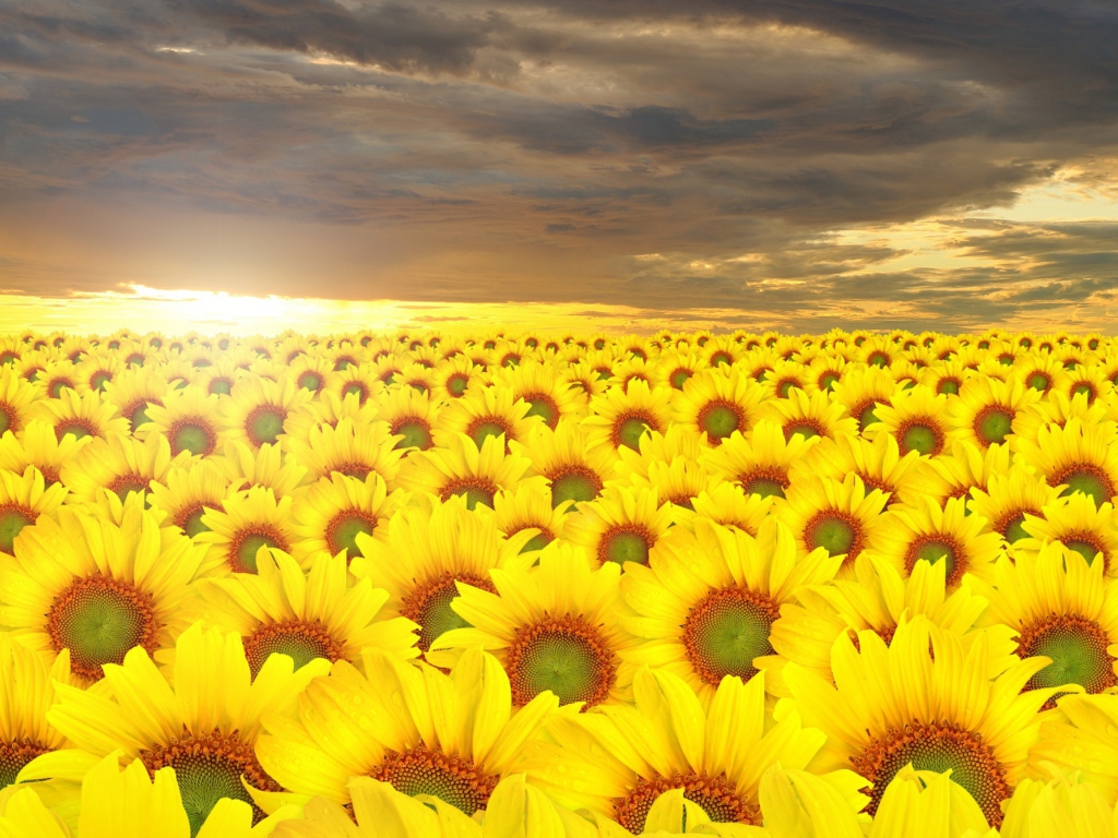 Screenshot №1 pro téma Sunflower Field 1024x768