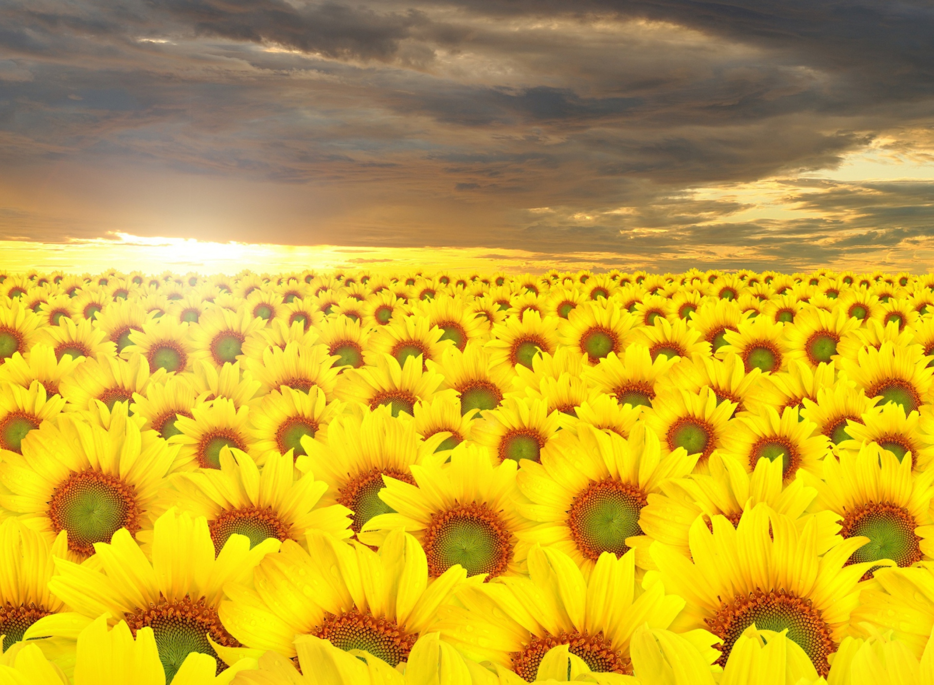 Fondo de pantalla Sunflower Field 1920x1408