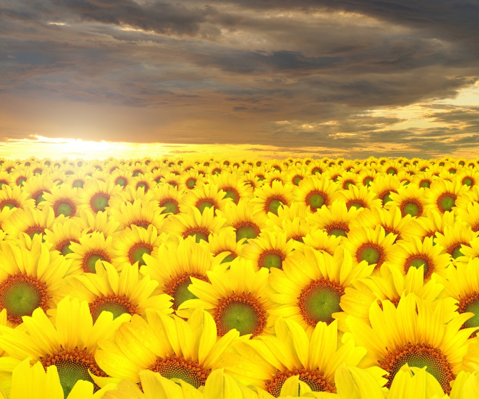 Screenshot №1 pro téma Sunflower Field 960x800