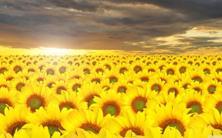 Sunflower Field - Obrázkek zdarma pro 1024x768