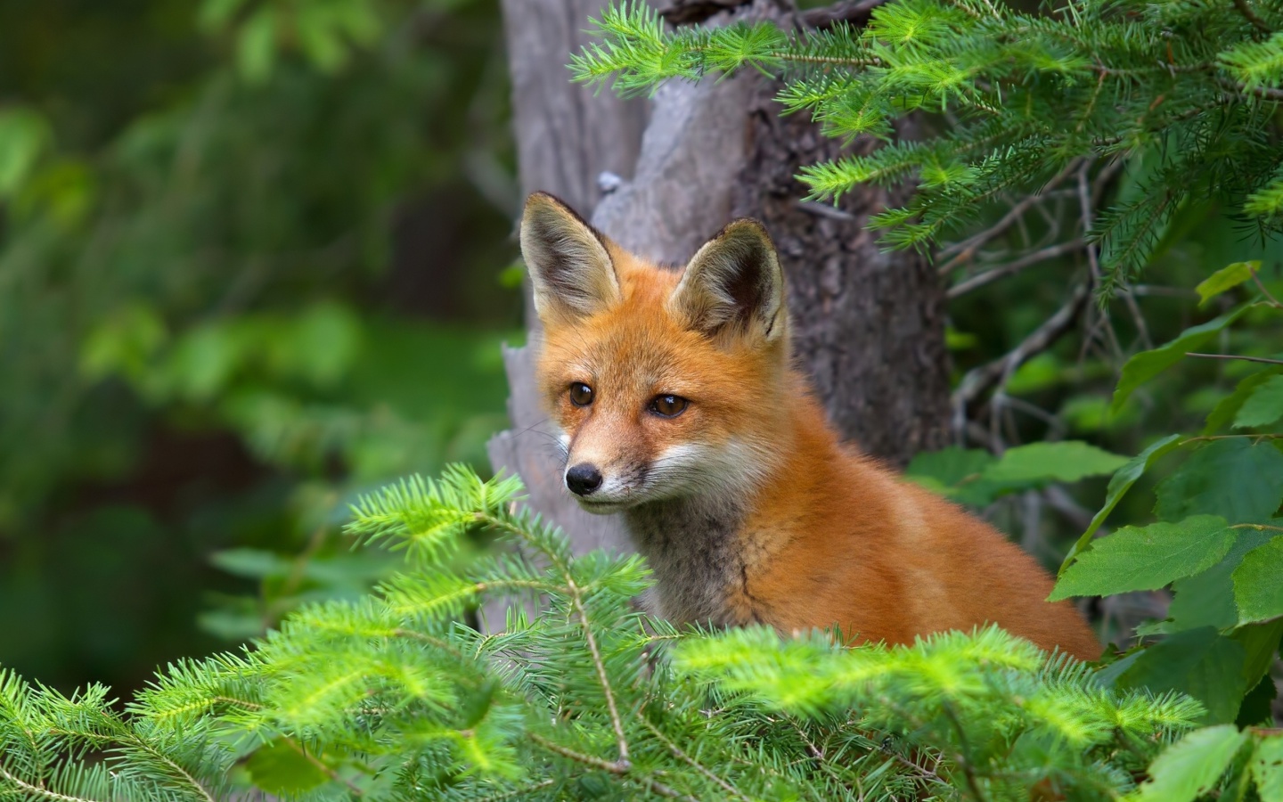 Fondo de pantalla Little Fox Kid 1440x900