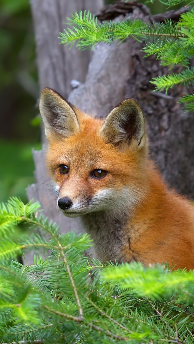 Sfondi Little Fox Kid 640x1136