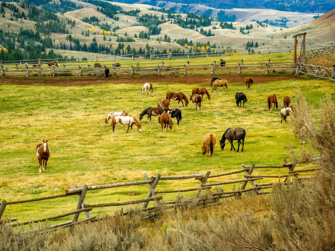 Fields with horses wallpaper 1152x864