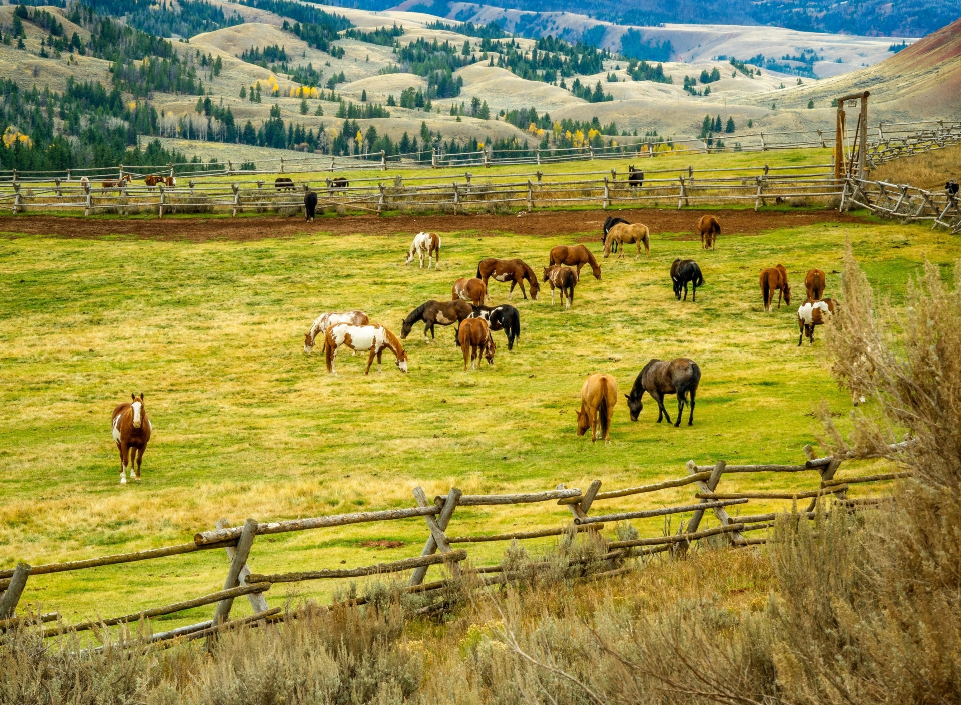 Fondo de pantalla Fields with horses 1920x1408