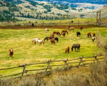Fields with horses screenshot #1 220x176