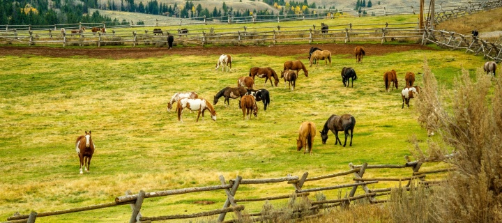 Fondo de pantalla Fields with horses 720x320