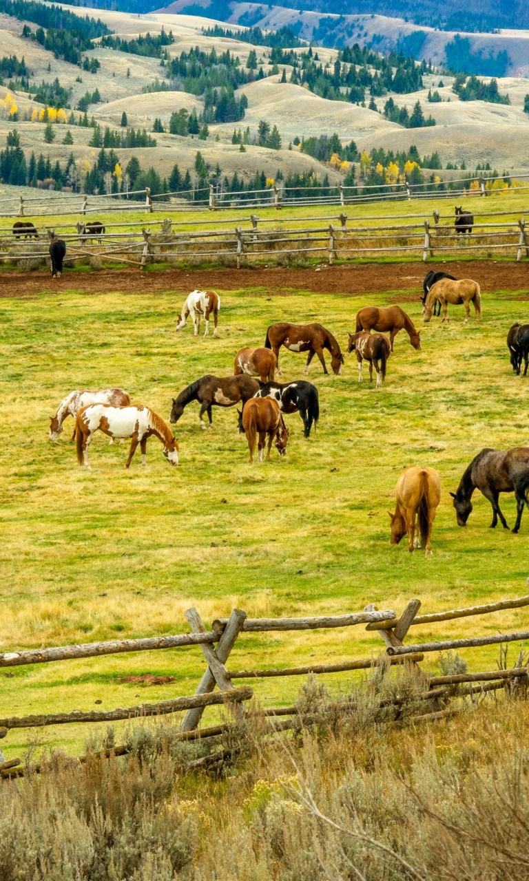 Обои Fields with horses 768x1280