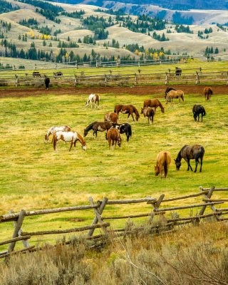 Картинка Fields with horses для телефона и на рабочий стол 480x800