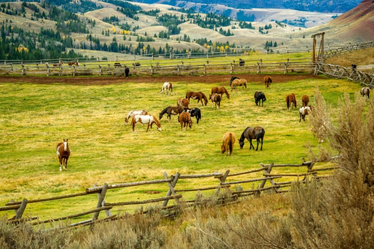 Fields with horses wallpaper