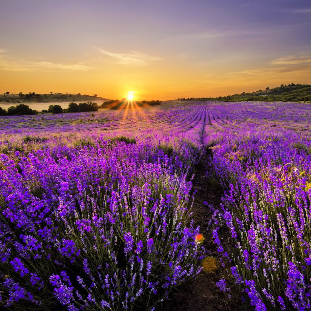 Das Provence Sunrise Wallpaper 1024x1024